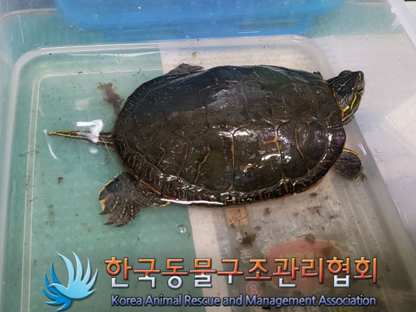 종료(안락사) 거북…